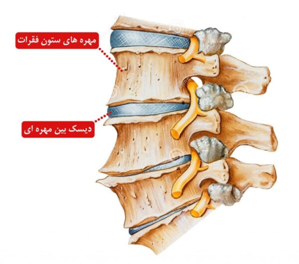 تمرینات کمک به بهبود دیسک کمر - سری 2